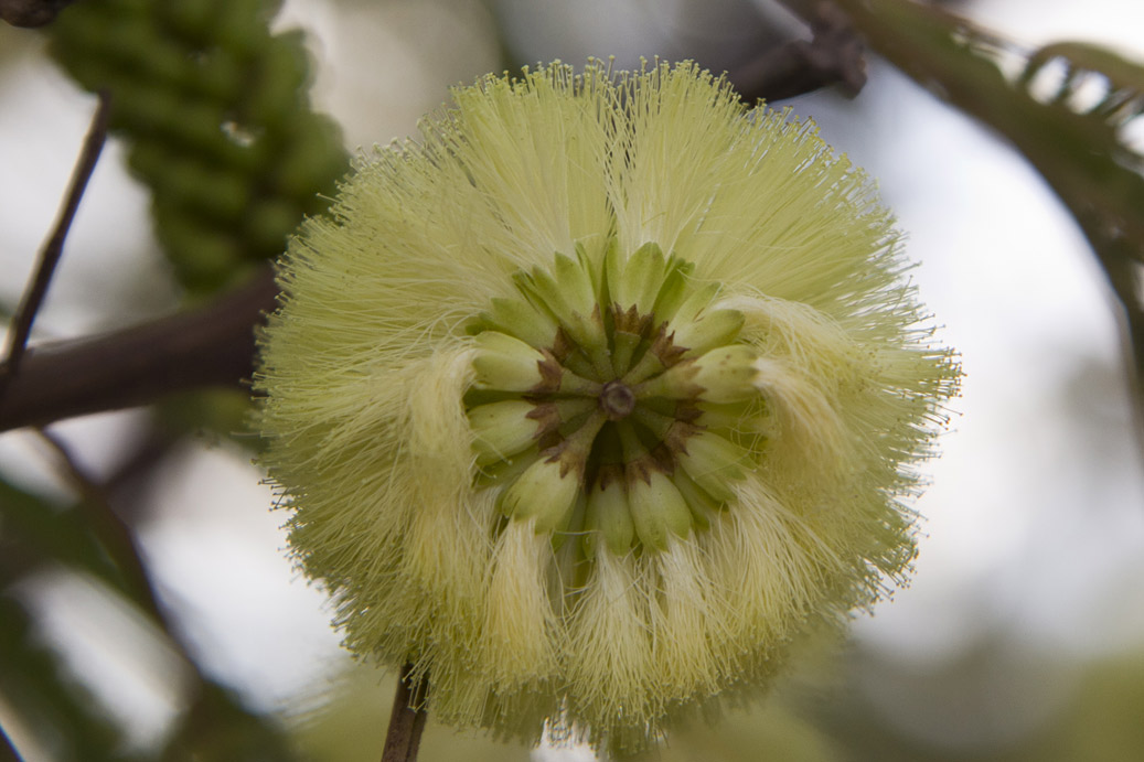 Изображение особи Leucaena leucocephala.