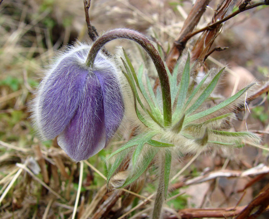 Image of Pulsatilla ajanensis specimen.