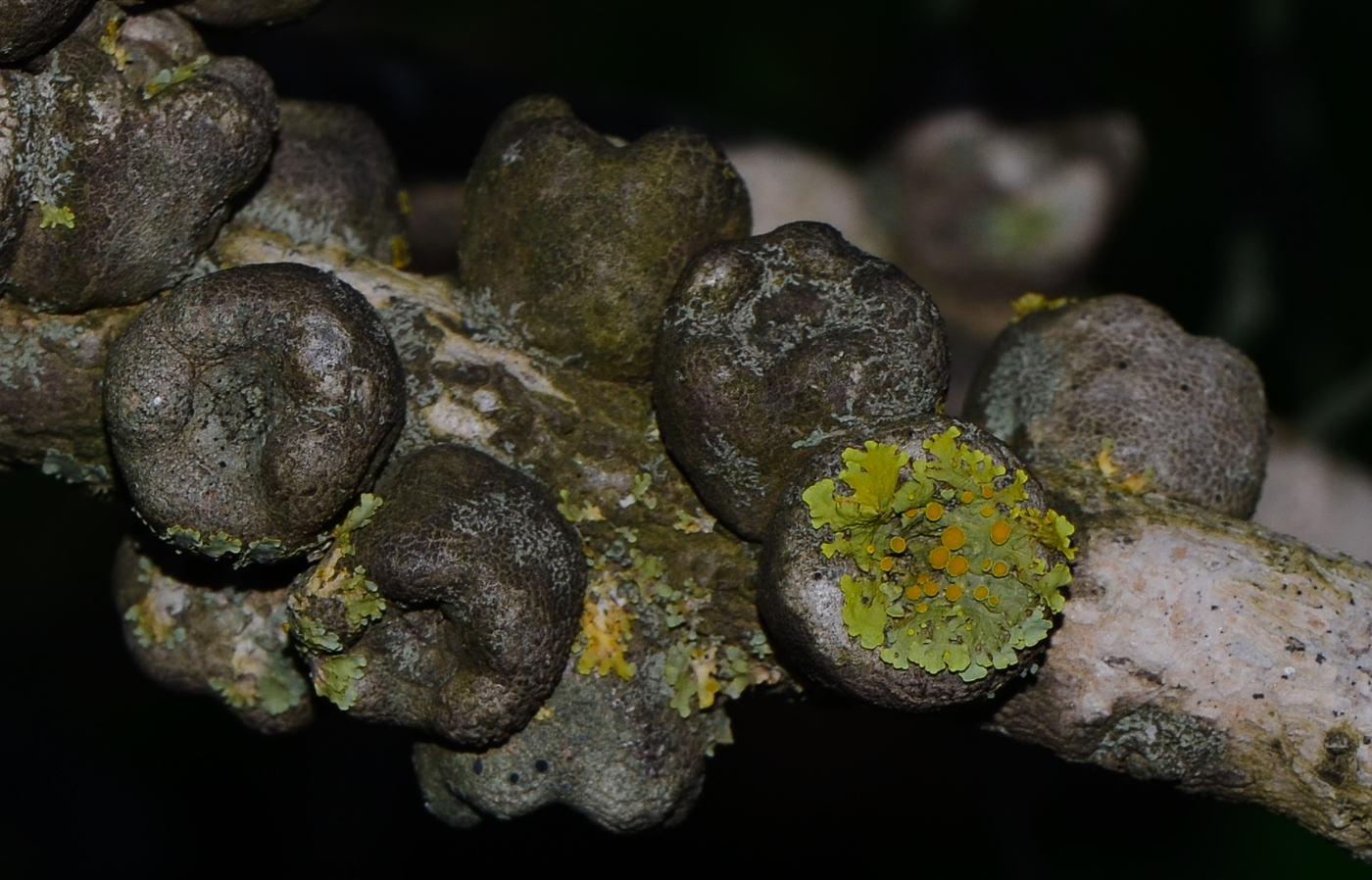 Image of Calothamnus villosus specimen.