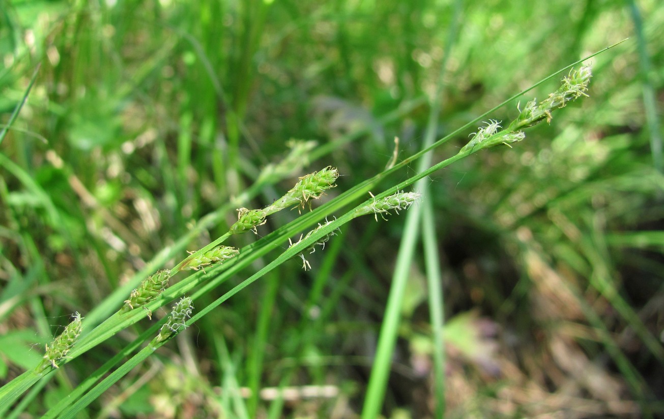 Image of Carex canescens specimen.