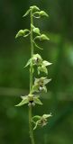 Epipactis helleborine