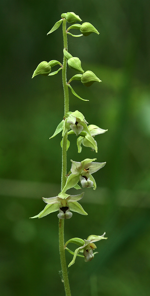 Изображение особи Epipactis helleborine.