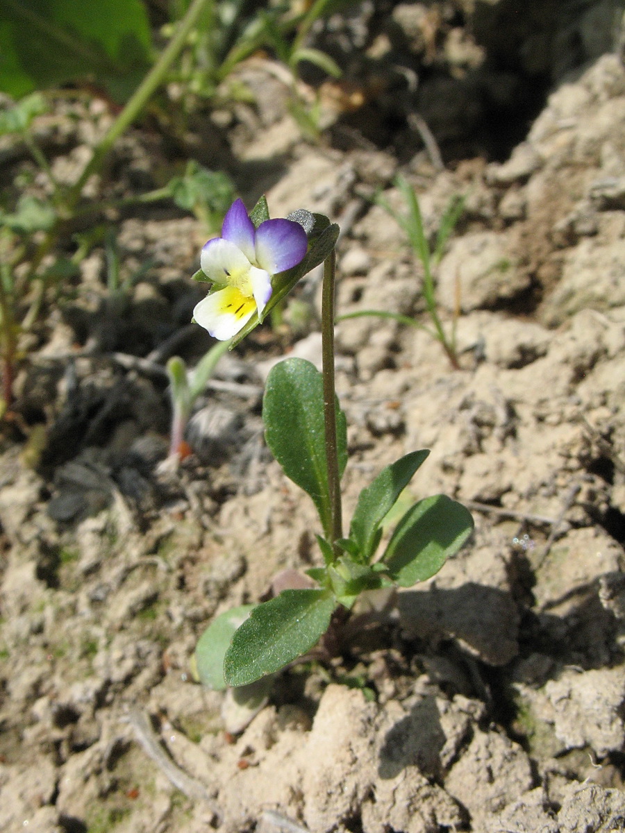 Изображение особи Viola modestula.