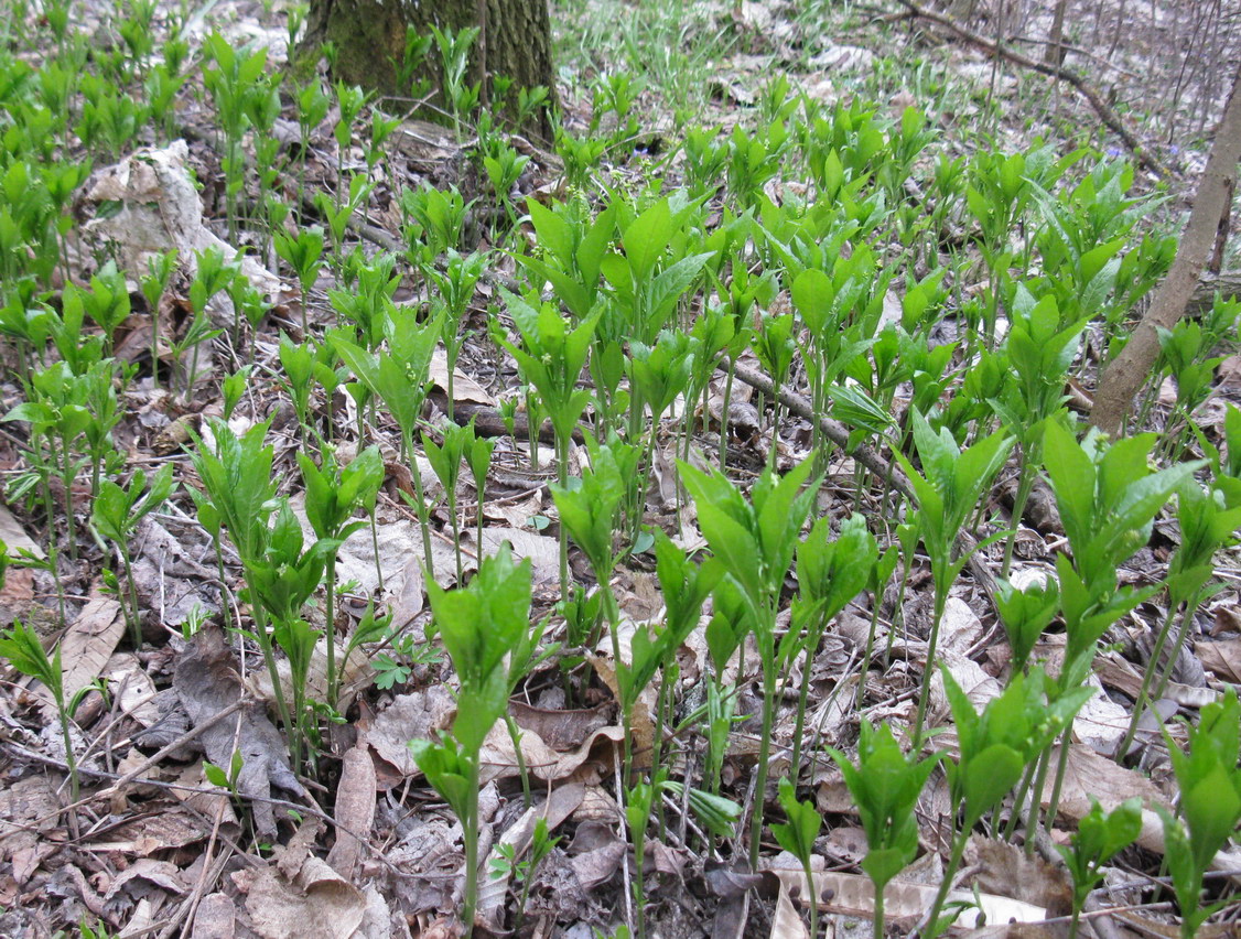 Изображение особи Mercurialis perennis.