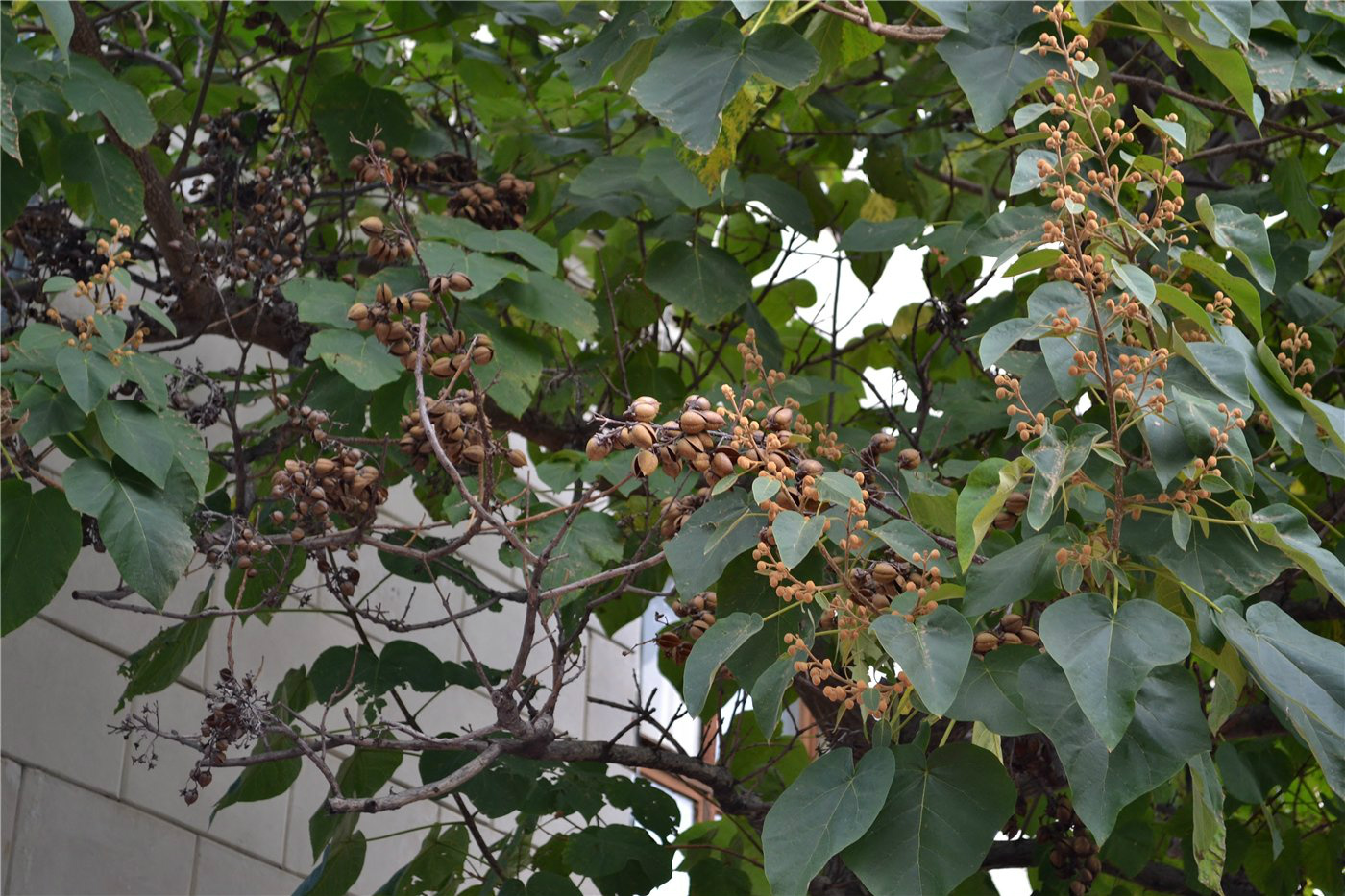 Image of Paulownia tomentosa specimen.