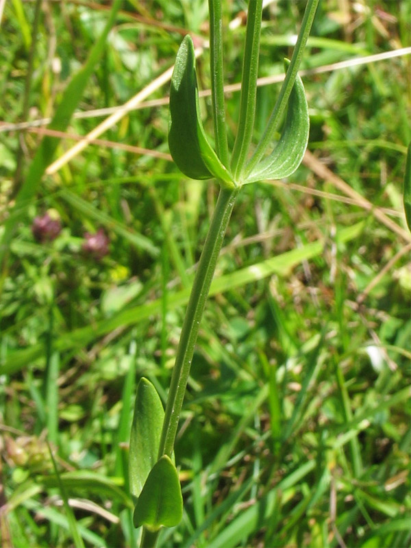 Image of Centaurium erythraea specimen.
