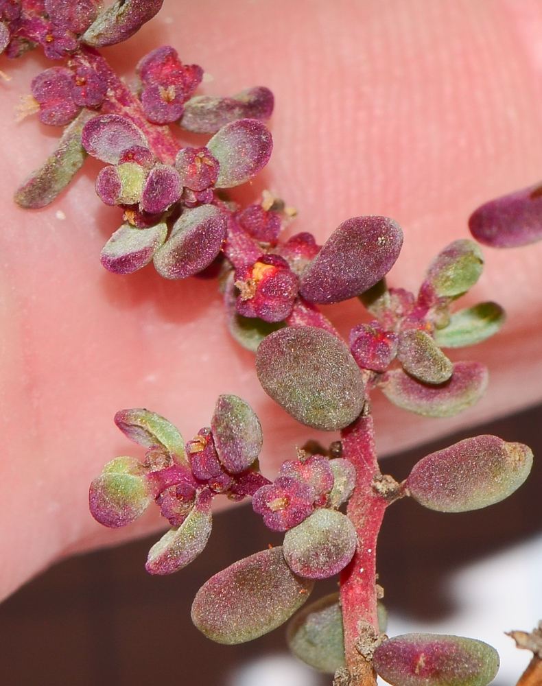 Изображение особи Suaeda vermiculata.