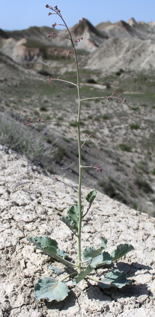 Изображение особи Crambe edentula.