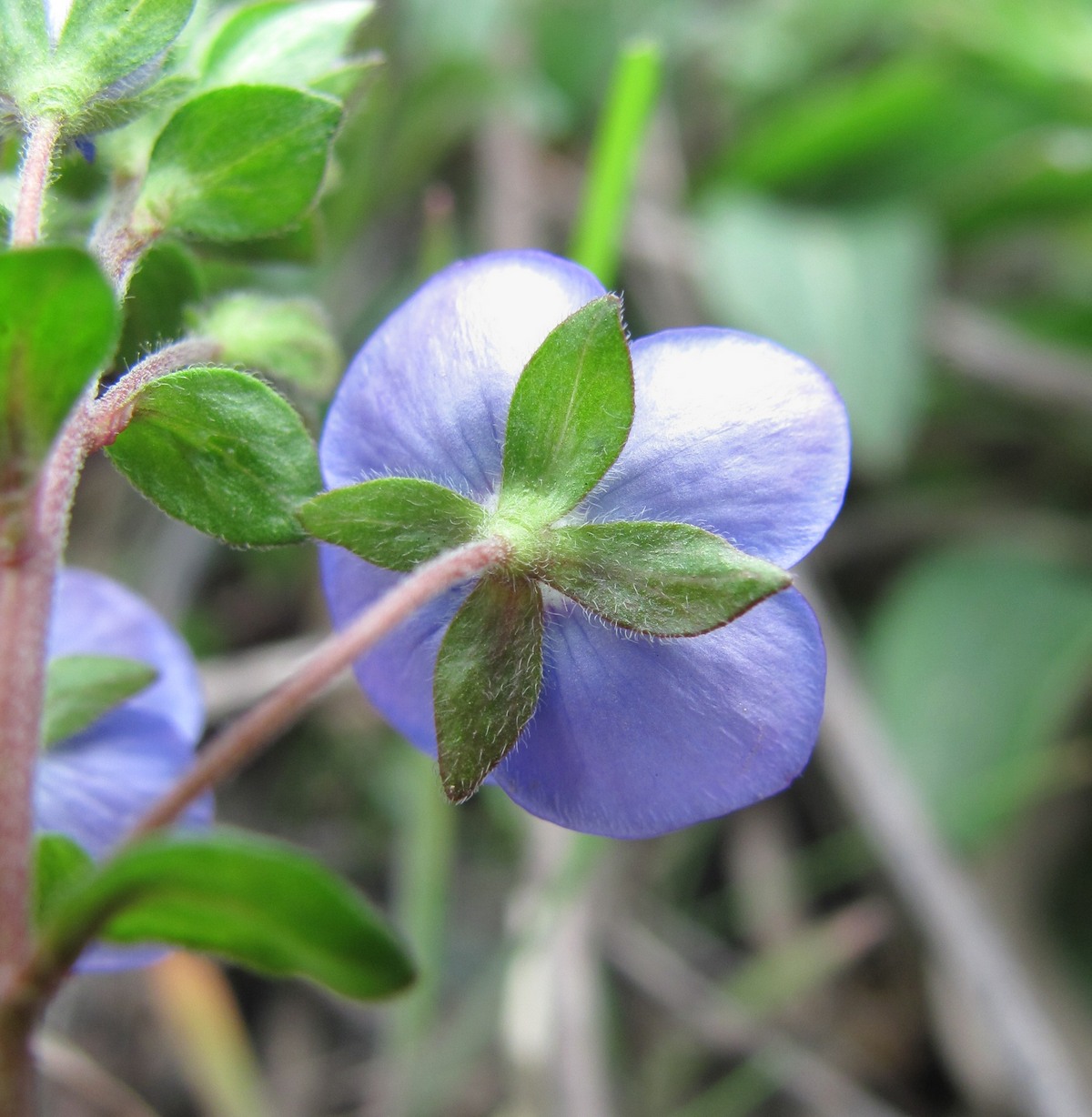 Image of Veronica umbrosa specimen.