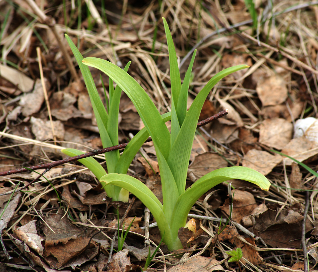 Image of Hemerocallis × hybrida specimen.