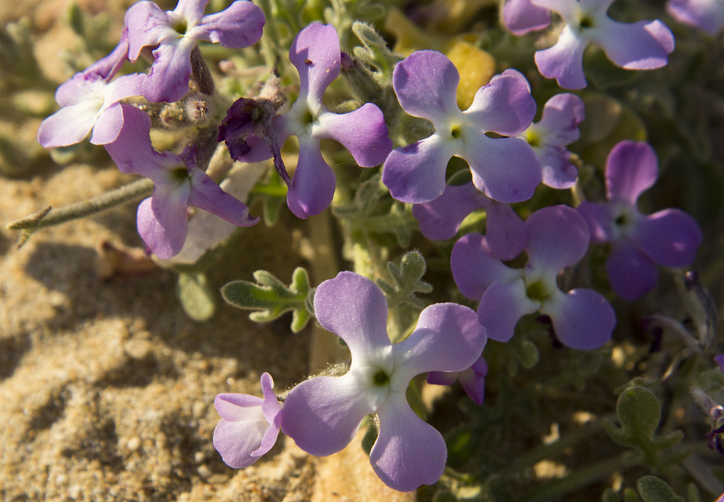 Изображение особи Matthiola tricuspidata.