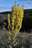 Verbascum lychnitis. Верхушка цветущего растения. Ульяновская обл., восточный склон Приволжской возвышенности, Шиловская лесостепь. 01.07.2005.