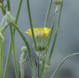genus Crepis