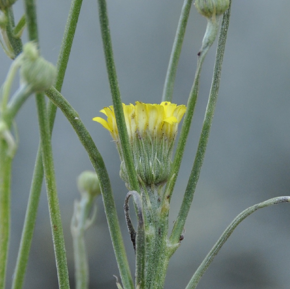 Image of genus Crepis specimen.