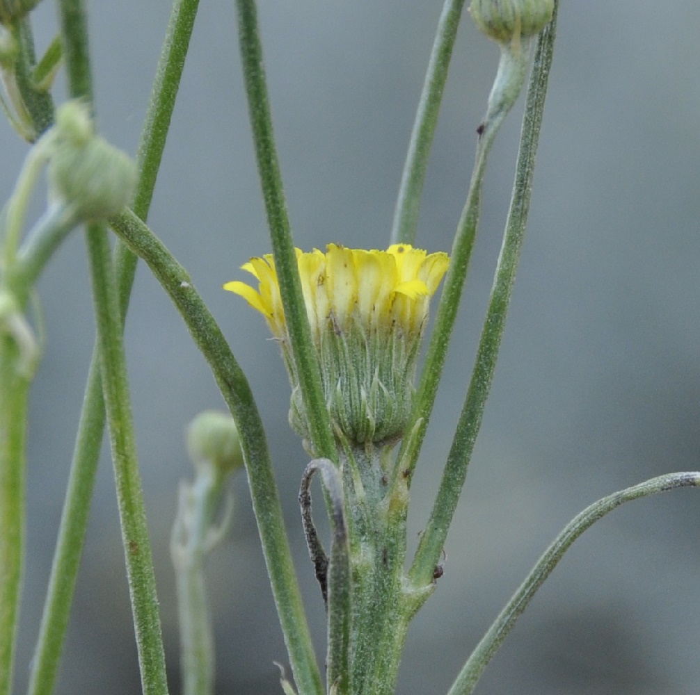 Изображение особи род Crepis.