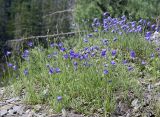 Campanula rotundifolia