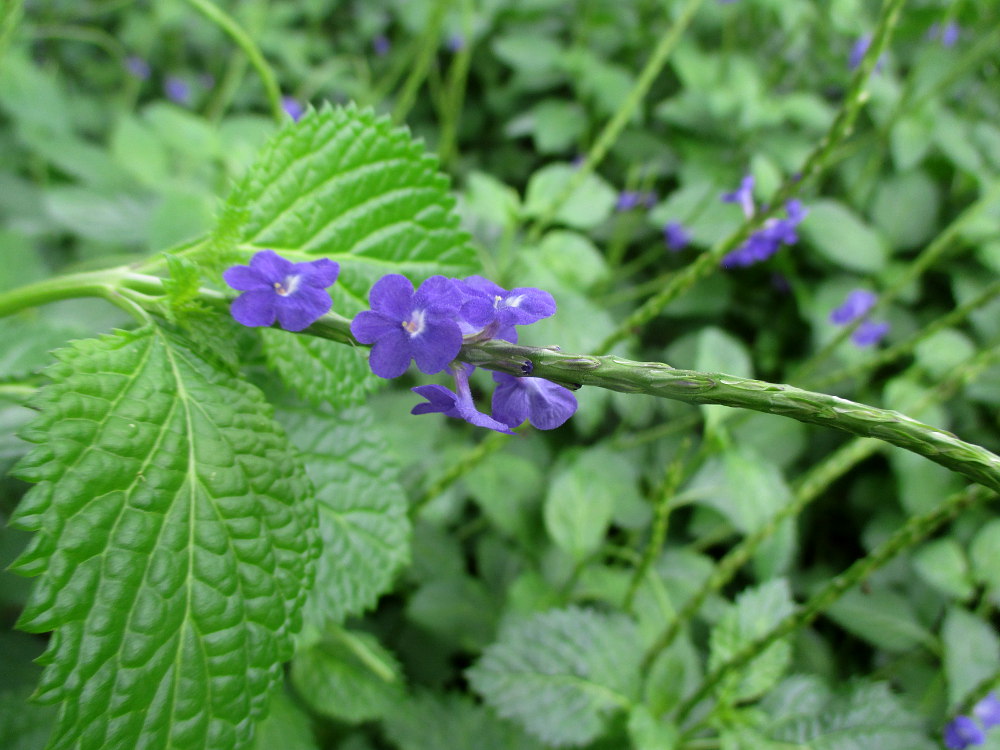 Изображение особи Stachytarpheta cayennensis.