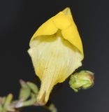 Kickxia sagittata