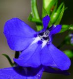 Lobelia erinus. Цветок. Израиль, Шарон, пос. Кфар Шмариягу, в культуре в озеленении. 07.12.2014.