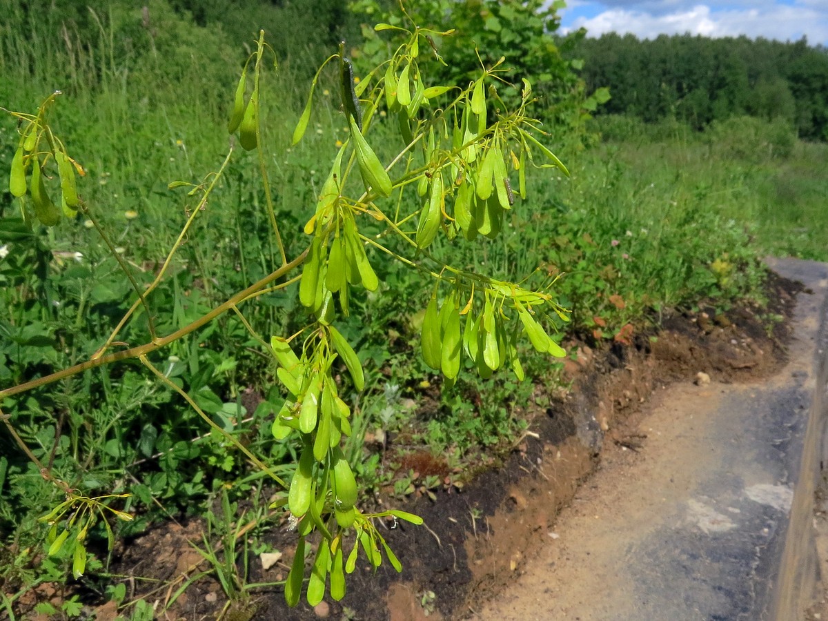 Изображение особи Isatis campestris.