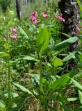 Impatiens glandulifera
