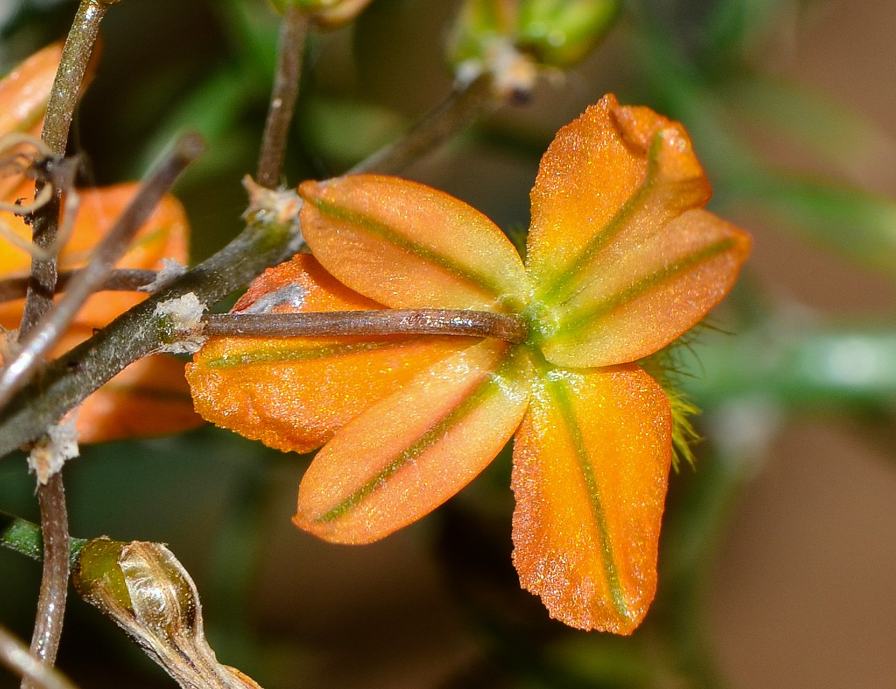 Image of Bulbine frutescens specimen.