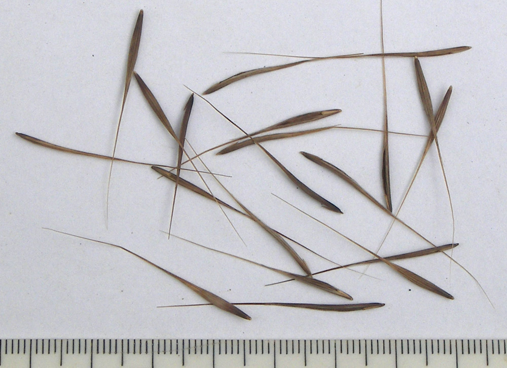 Image of Anisantha sterilis specimen.