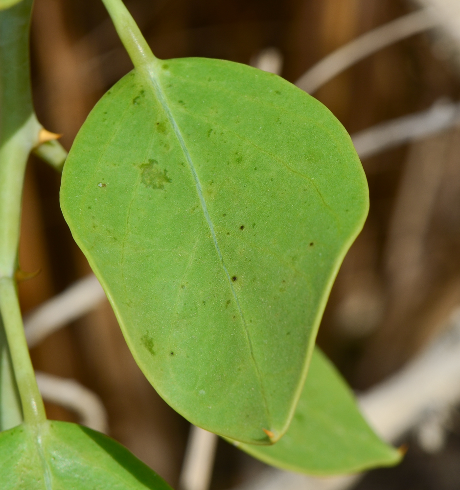 Изображение особи Capparis cartilaginea.