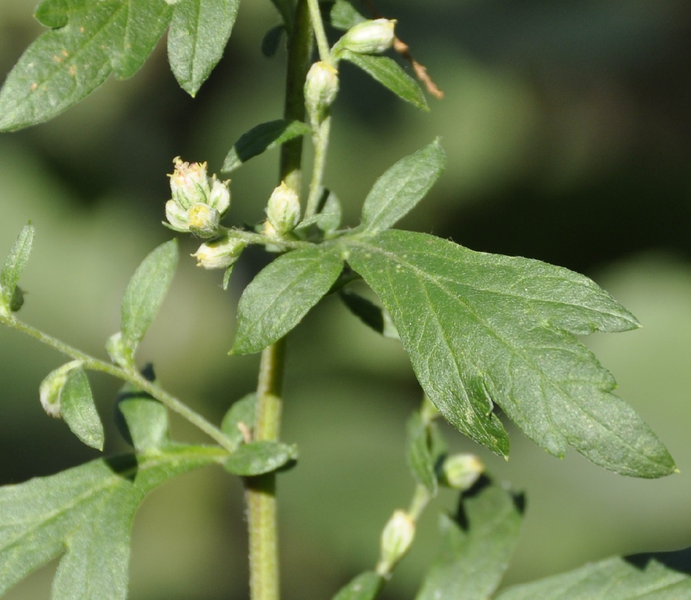 Image of genus Artemisia specimen.