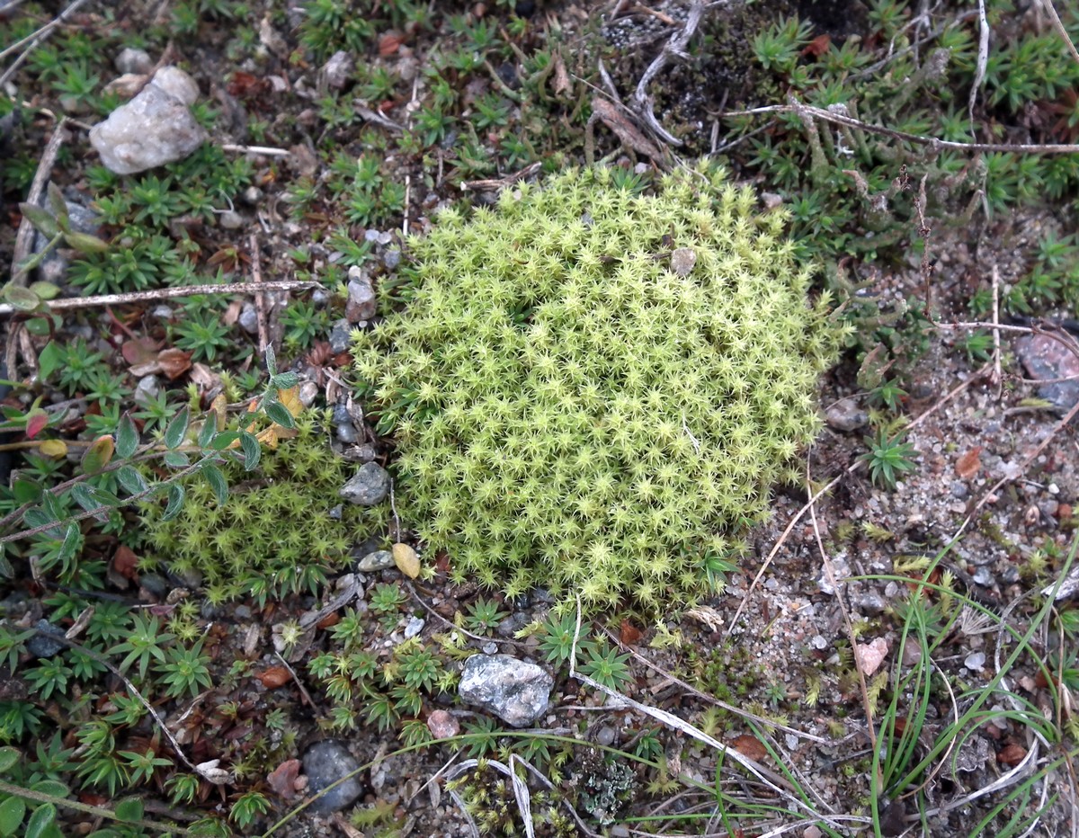 Image of genus Niphotrichum specimen.