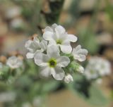 Heliotropium ellipticum. Цветки. Краснодарский край, Абинский р-н, ст-ца Холмская, берег р. Хабль. 29.08.2016.