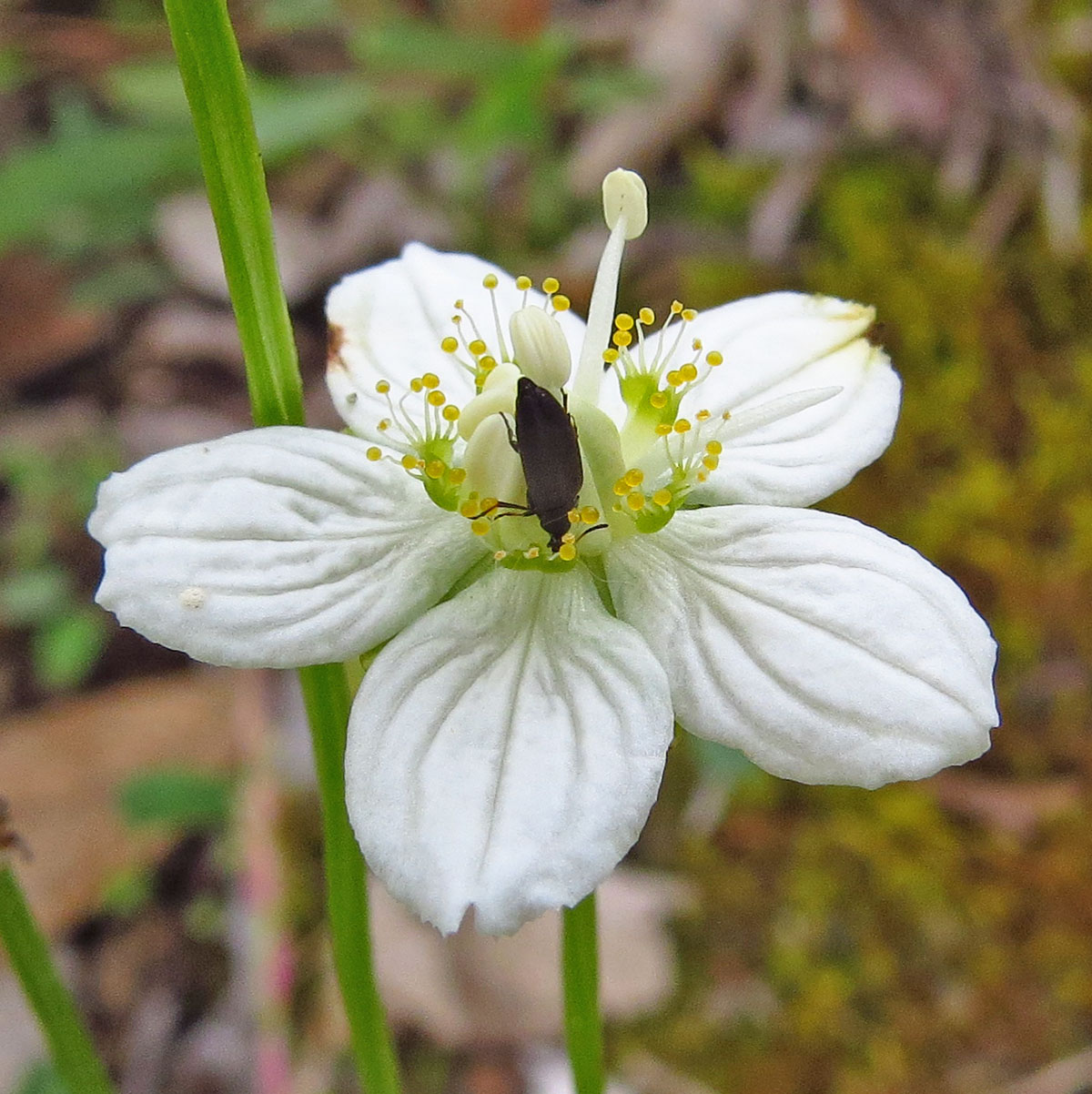 Image of Parnassia palustris specimen.