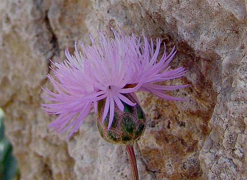 Image of Amberboa glauca specimen.