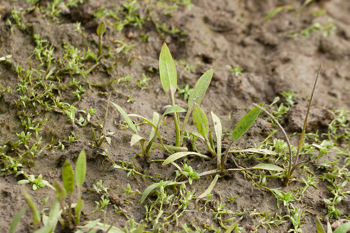 Image of genus Alisma specimen.