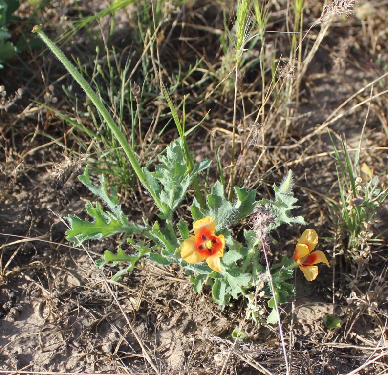 Изображение особи Glaucium corniculatum.