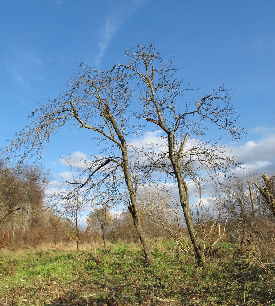 Image of Prunus domestica specimen.