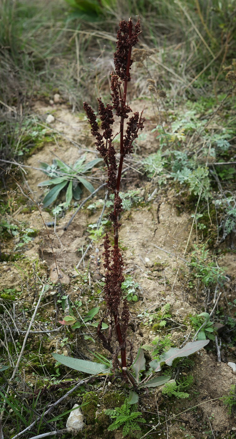 Изображение особи Rumex crispus.