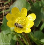Ficaria stepporum