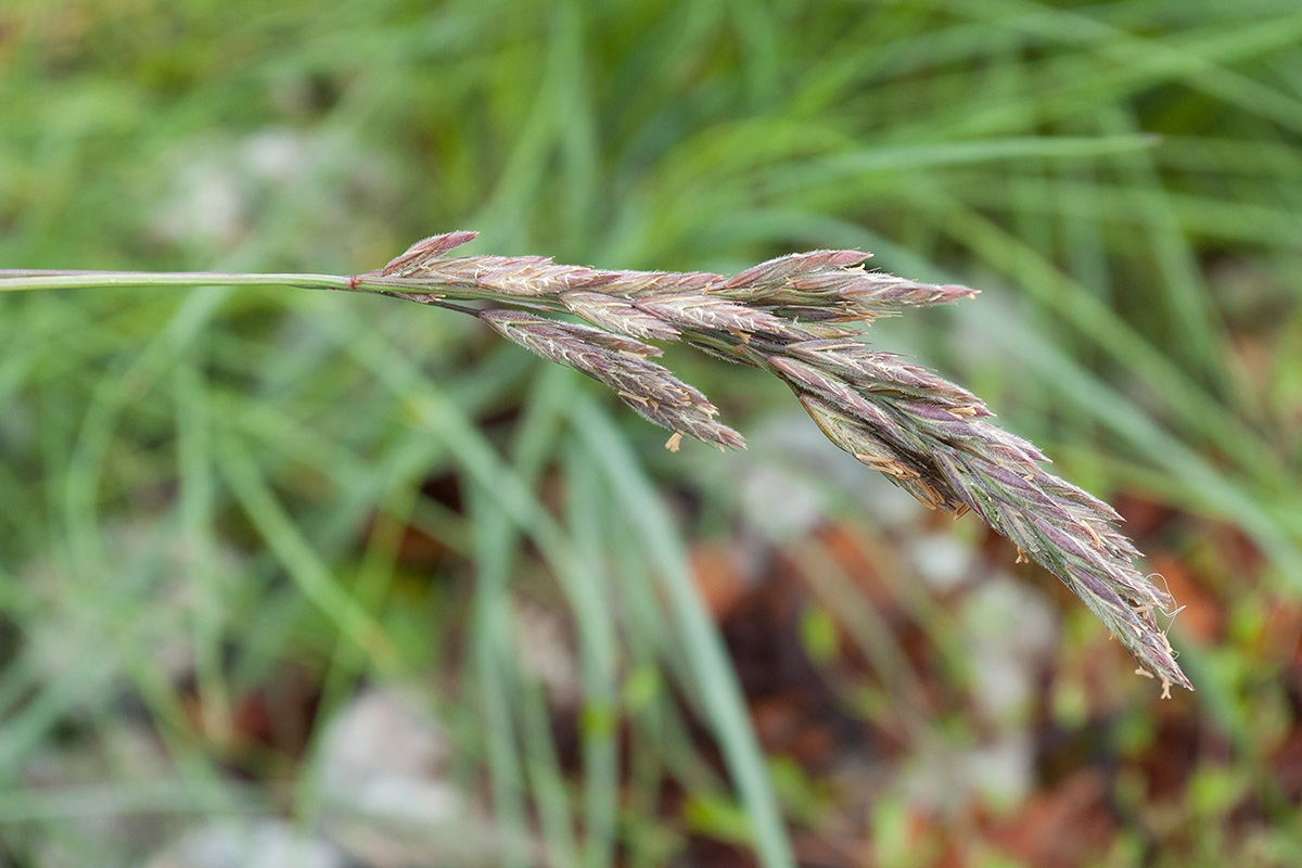 Изображение особи Festuca richardsonii.