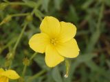 Linum czernjajevii. Цветок. Украина, Запорожская обл., Розовский р-н, буферная зона заповедника Каменные могилы, возле пруда. 08.06.2016.