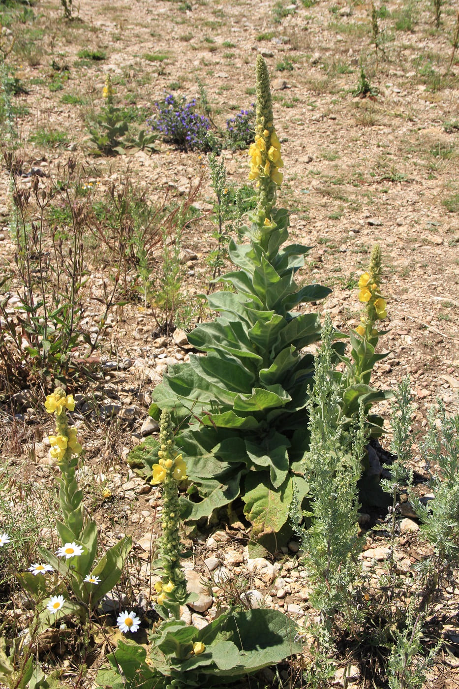 Изображение особи Verbascum densiflorum.