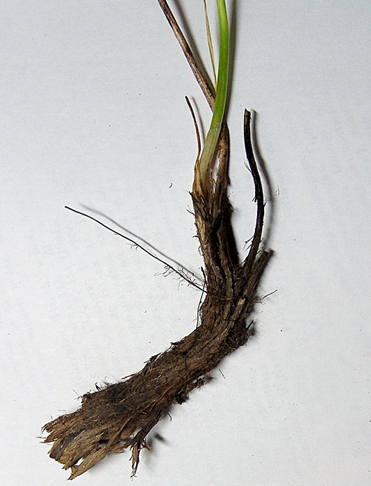 Image of Allium pseudostrictum specimen.