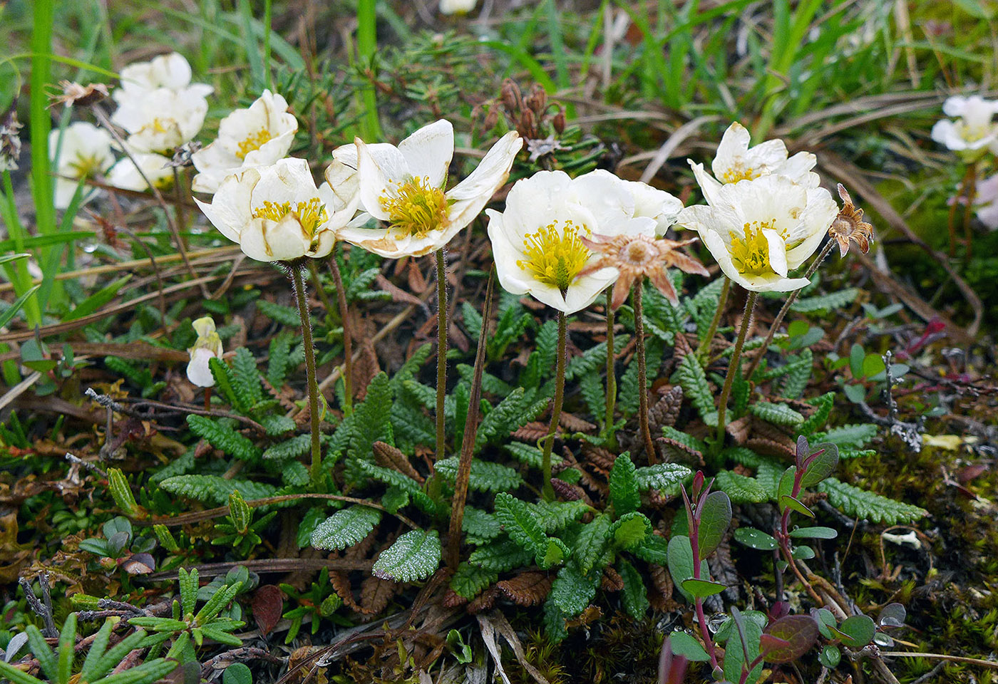 Изображение особи Dryas punctata.