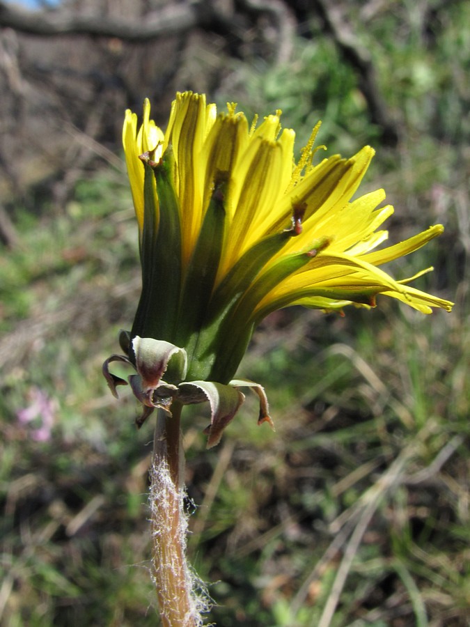 Изображение особи Taraxacum erythrospermum.