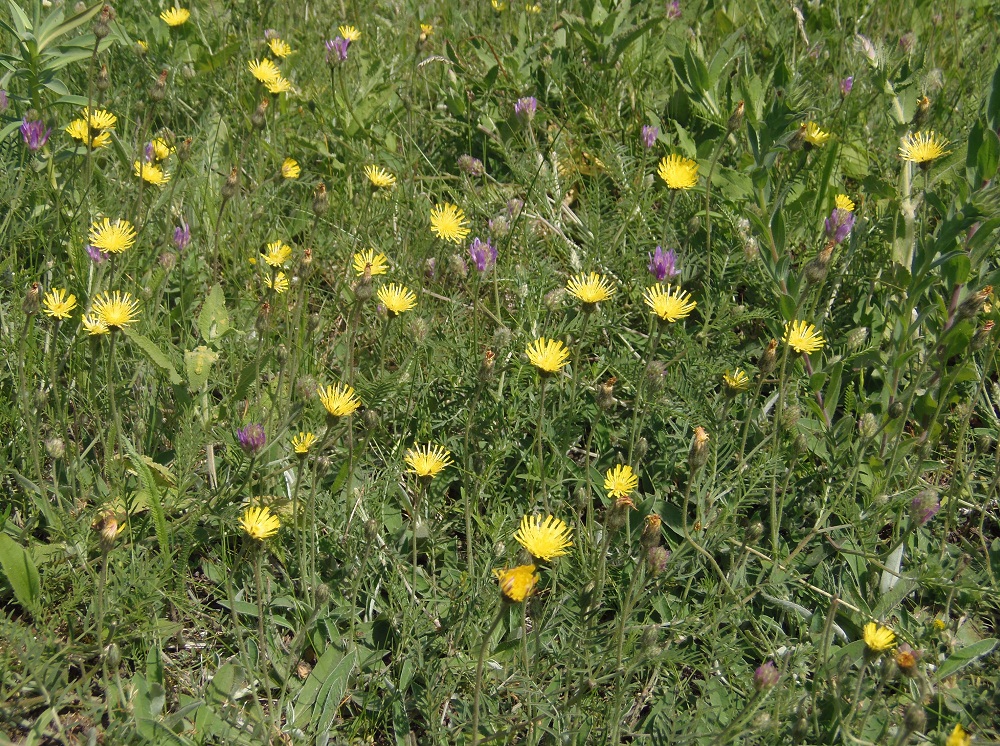 Image of Pilosella officinarum specimen.