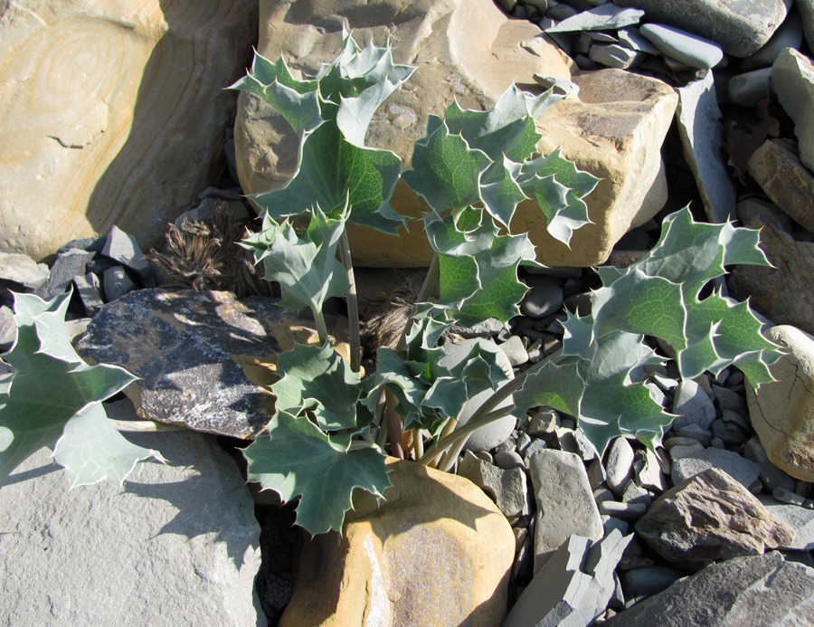 Image of Eryngium maritimum specimen.