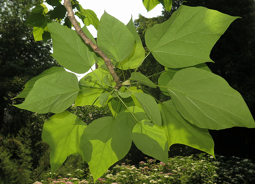 Image of Catalpa ovata specimen.