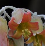 Cotyledon orbiculata