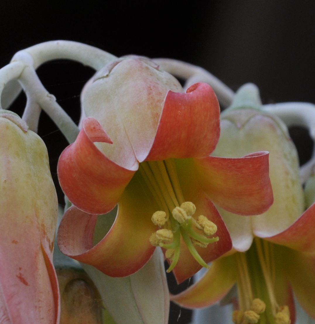 Image of Cotyledon orbiculata specimen.