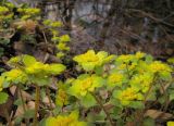 Chrysosplenium pilosum